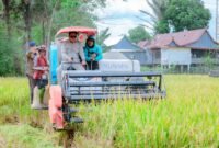 Bupati Barru, Suardi Saleh panen padi bersama di Desa Lompo Tengah, Kecamatan Tanete Riaja, Kabupaten Barru, Jum'at (30/08/2024).