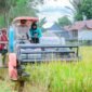 Bupati Barru, Suardi Saleh panen padi bersama di Desa Lompo Tengah, Kecamatan Tanete Riaja, Kabupaten Barru, Jum'at (30/08/2024).