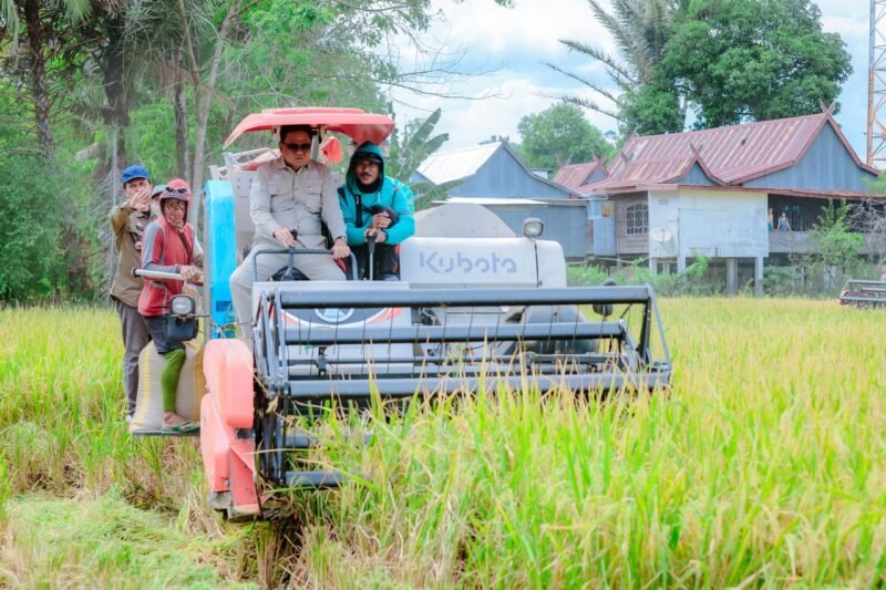 Bupati Barru, Suardi Saleh panen padi bersama di Desa Lompo Tengah, Kecamatan Tanete Riaja, Kabupaten Barru, Jum'at (30/08/2024).