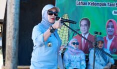 Pemkab Barru Kolaborasi Unhas Pengembangan Sektor Tanaman Jagung